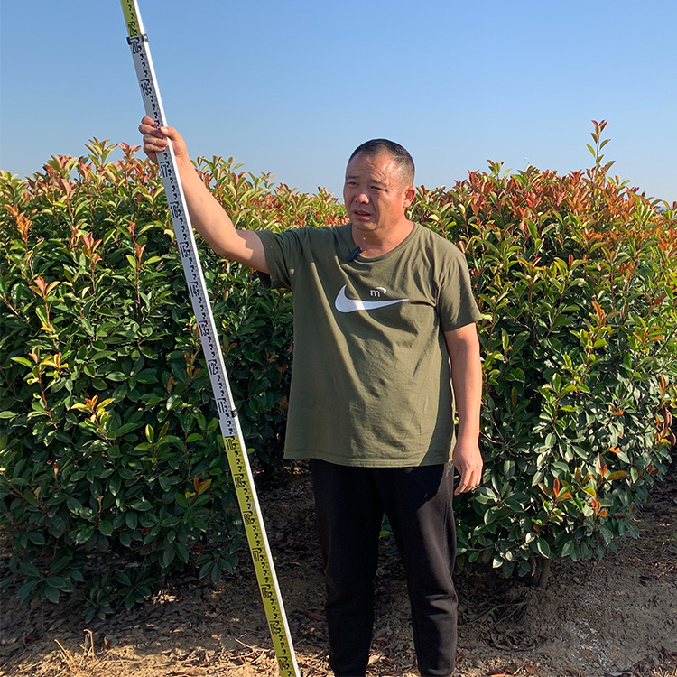 紅葉石楠球基地直出優(yōu)質(zhì)紅葉石楠苗紅葉石楠毛球工程綠化批發(fā)配送