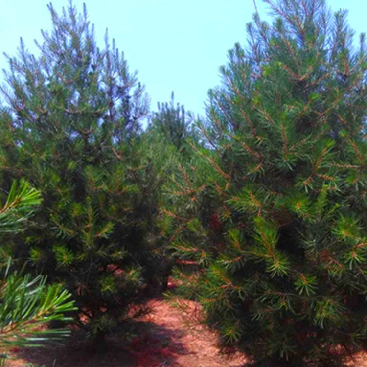 供應(yīng)道路綠化白皮松3米4米5米規(guī)格全樹形優(yōu)美冠幅飽滿