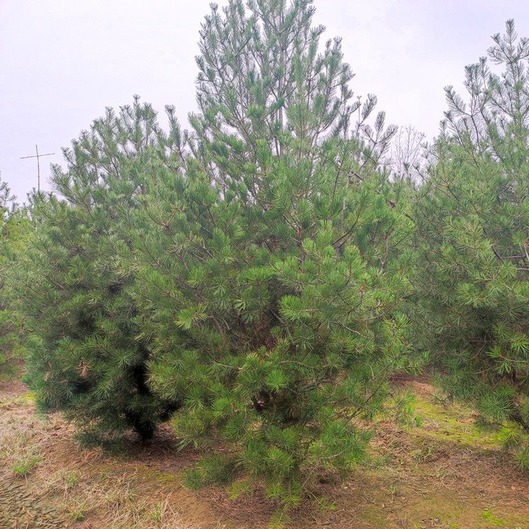 供應城市行道白皮松景觀造型寶塔型樹形好帶60-70公分土球