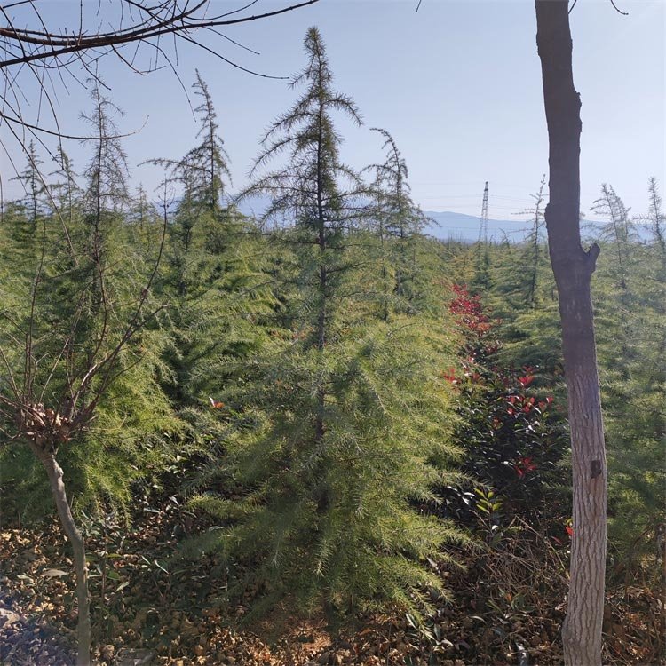 供應4米雪松樹寶塔型樹苗現(xiàn)貨無病蟲害南北方均可種植