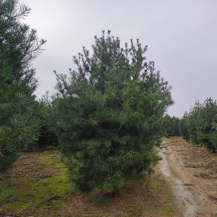 供應(yīng)3米4米5米白皮松冠幅飽滿(mǎn)樹(shù)形優(yōu)美寶塔型70公分土球