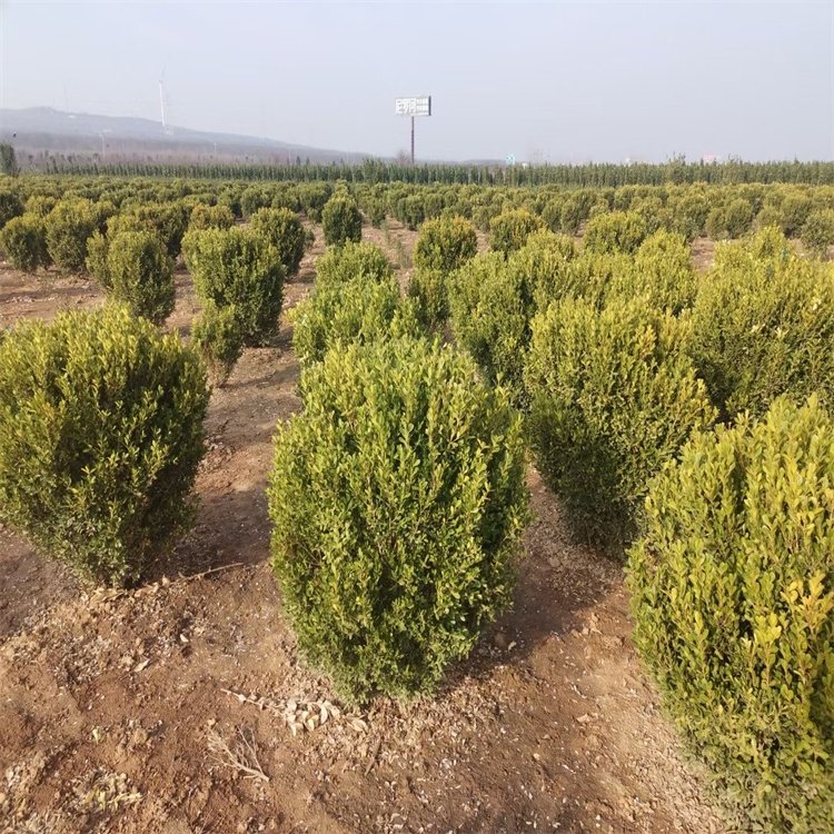 供應150cm大葉黃楊球無紡布包裝冠幅優(yōu)美成活率高不脫腿