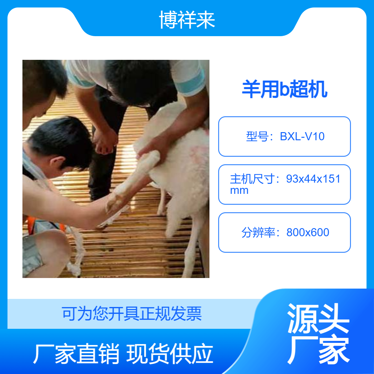 小尾寒羊B超機(jī)博祥來(lái)羊用B超儀高清測(cè)孕儀35天驗(yàn)胎
