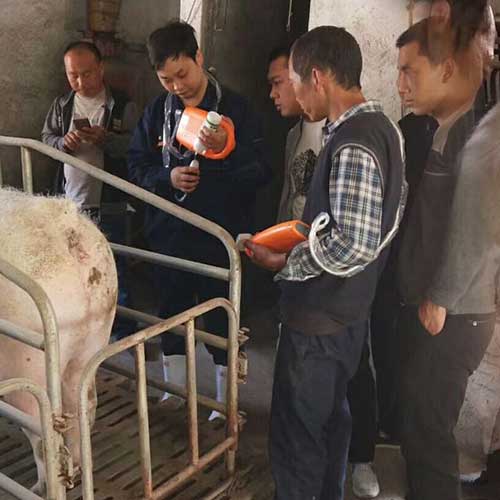 博祥來(lái)豬懷孕B超機(jī)給母豬做B超19天驗(yàn)胎豬用B超儀
