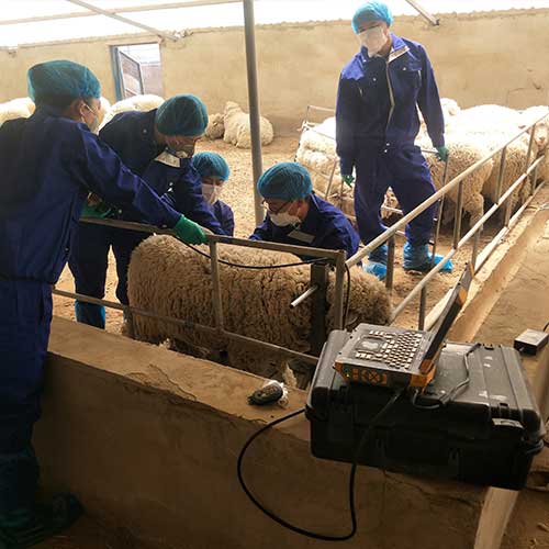 羊背膘儀博祥來進口母羊背膘眼肌面積測定儀可上門試機器