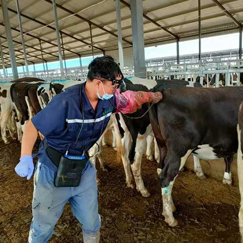 博祥來視頻眼鏡b超動物b超機(jī)牛B超機(jī)奶牛測孕儀