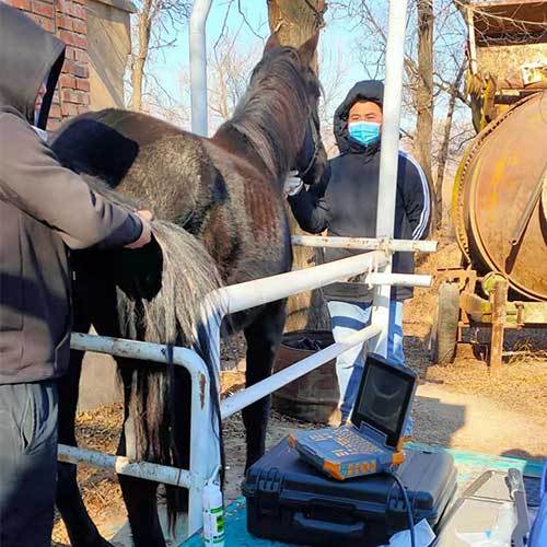 超聲波活體采卵儀牛馬繁育采卵儀器動物取卵儀廠家