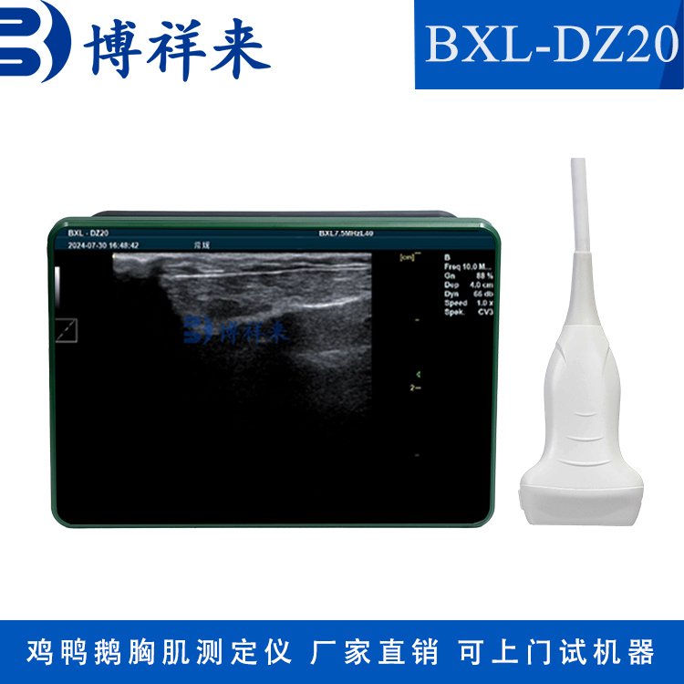 禽類胸肌肉厚度檢測B超雞鴨鵝專用超聲儀器博祥來BXL-DZ20