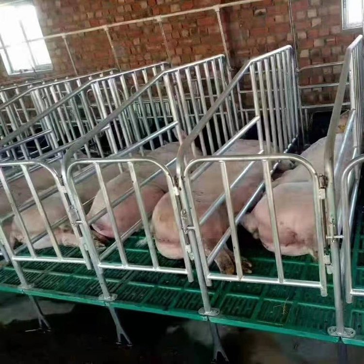 豬欄設備定位欄限位欄高床連體限位欄世昌畜牧