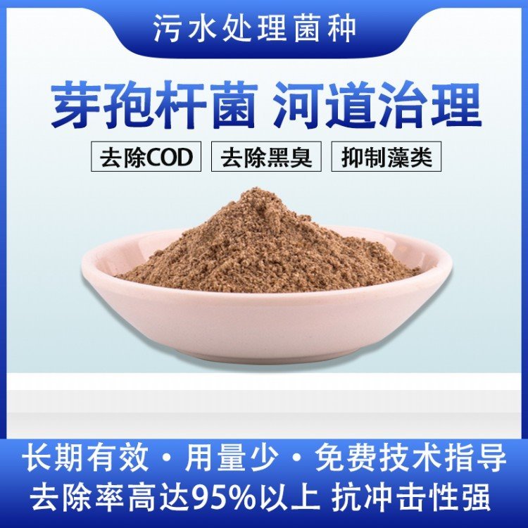 甘度河道治理菌劑枯草芽孢桿菌物菌劑降解底泥效果穩(wěn)定