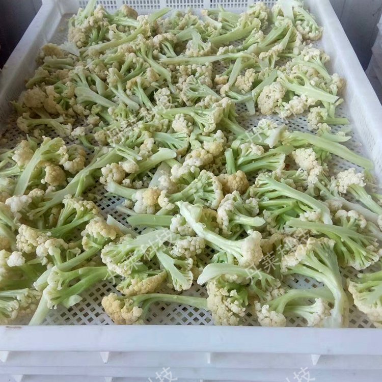 花椰菜烘干房全自動(dòng)蔬菜烘干機(jī)空氣能菜花箱式干燥設(shè)備非標(biāo)定制