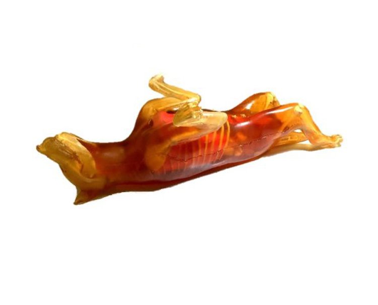 DogPhantom成年母狗模體牧羊犬模體獸醫(yī)診斷成像培訓(xùn)模體