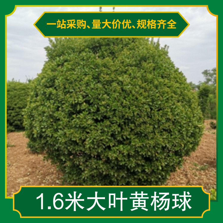 1.6米大葉黃楊球品種大葉黃楊園林用途花壇落葉與否常綠性