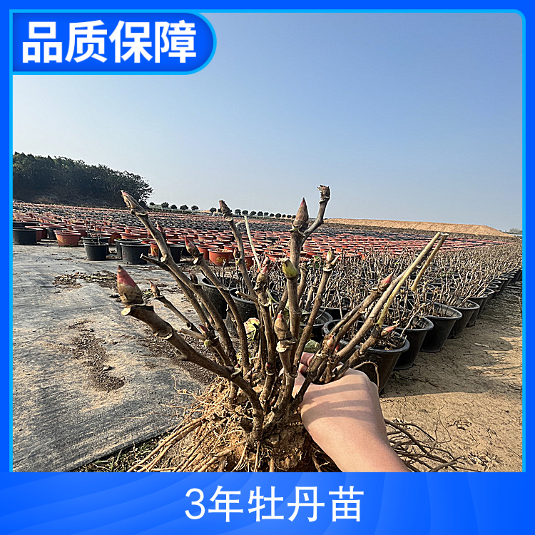 3年牡丹苗基地品種石榴樹苗株高170cm蓬徑55cm