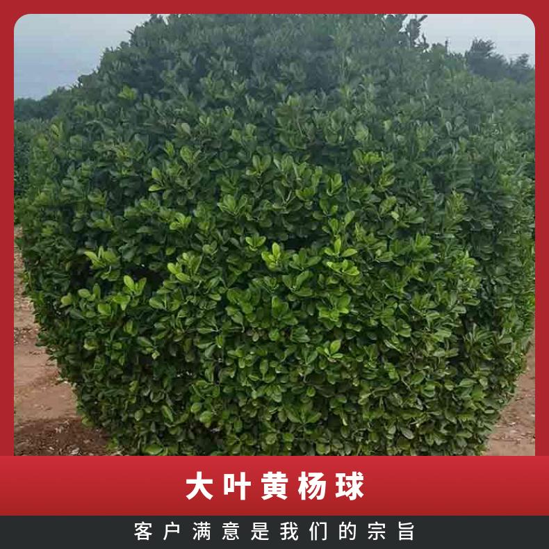華海大葉黃楊球株高1.5米常綠生長適溫20園林綠化、道路景區(qū)