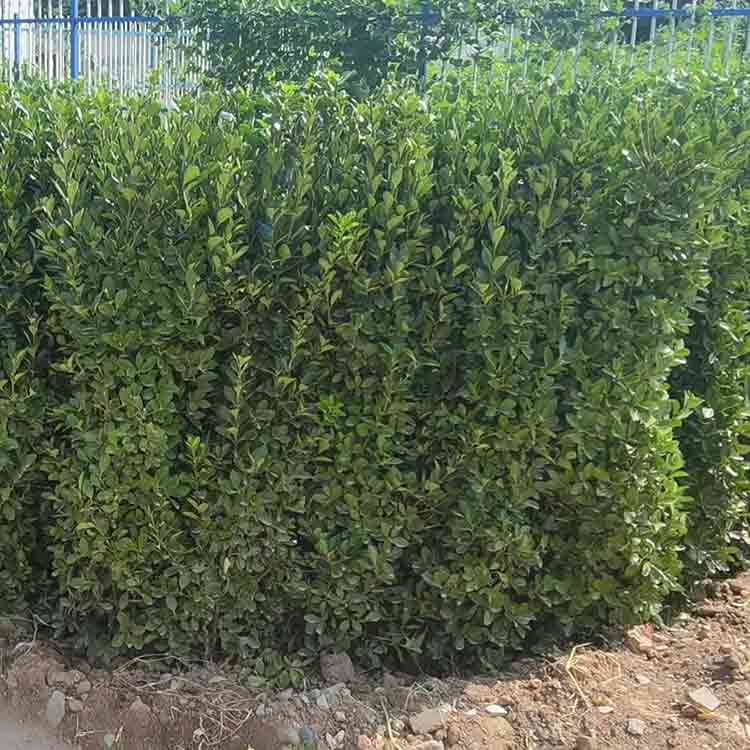 供應(yīng)精品1米-2米大葉黃楊柱柱形飽滿基地種植量大優(yōu)先