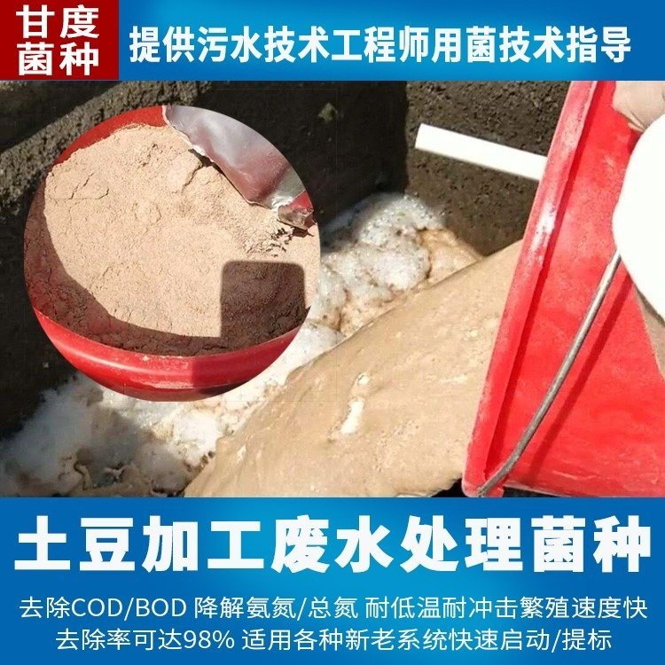 甘度食品廢水處理菌種好氧池厭氧池用菌劑投加量少